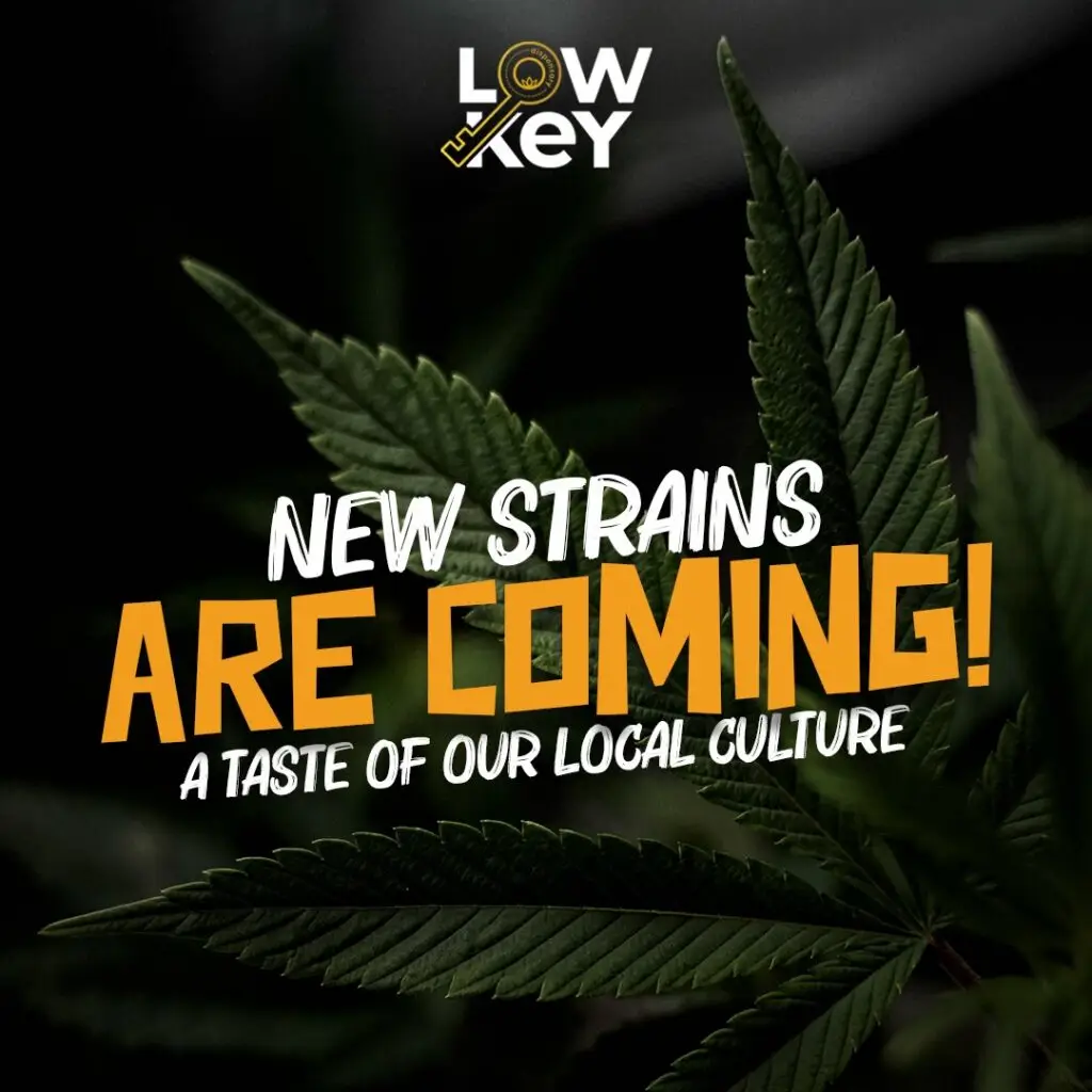 LowKey Cannabis paid social unit, 1:1 feed format
