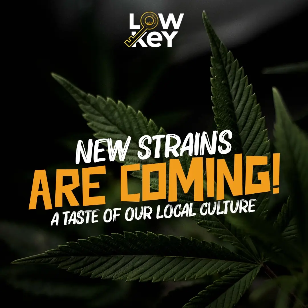 LowKey Cannabis paid social unit, 1:1 feed format