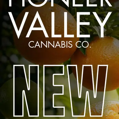 Wholesale email to dispensary buyers announcing new vape flavors, headed New over a citrus photograph.